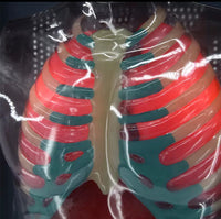 Modelo de Diafragma pulmonar sistema respiratorio
