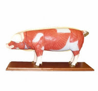 Modelo de Cerdo para MVZ Desmontable puerco
