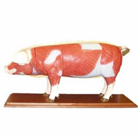 Modelo de Cerdo para MVZ Desmontable puerco