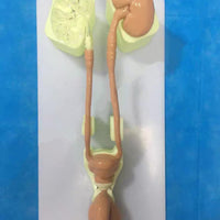 Simulador de Urología urinario riñones ureteroscopio avanzado

Simulador de entrenamiento de laparoscopia, modelo de entrenamiento de endoscopia Urología.