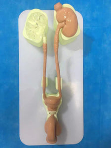 Simulador de Urología urinario riñones ureteroscopio avanzado

Simulador de entrenamiento de laparoscopia, modelo de entrenamiento de endoscopia Urología.