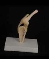 Modelo de articulación de rodilla de Canino perro
