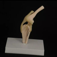 Modelo de articulación de rodilla de Canino perro