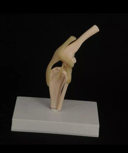 Modelo de articulación de rodilla de Canino perro