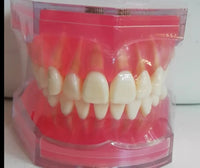 Modelo Dental - Tipodonto acrílico diferentes tipos practicas dentales
