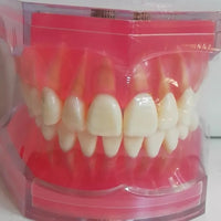 Modelo Dental - Tipodonto acrílico diferentes tipos practicas dentales