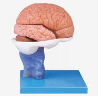 anatomica humana del cerebro 3D separada en 15 partes
