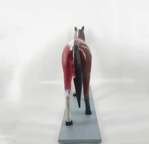 Modelo de caballo para MVZ Desmontable