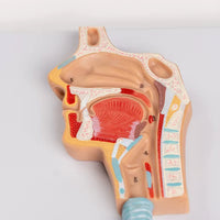 Sistema Respiratorio Pulmones con Aveolos