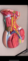 Modelo anatomico Neurovascular de cuello vena yugular
