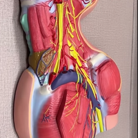 Modelo anatomico Neurovascular de cuello vena yugular