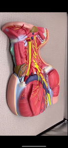 Modelo anatomico Neurovascular de cuello vena yugular