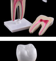 Estructura de molar humana saludable
