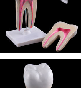 Estructura de molar humana saludable