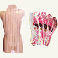Torso humano seccionado vertical sagital desmontable