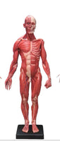 Modelo Anatomico Esqueleto muscular 60cm
