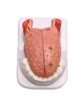 Modelo anatomico de lengua desmontable con musculo dental
