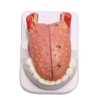 Modelo anatomico de lengua desmontable con musculo dental
