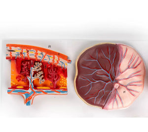 Modelo de placenta