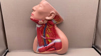 Modelo anatomico Neurovascular de cuello vena yugular
