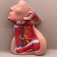 Modelo anatomico Neurovascular de cuello vena yugular