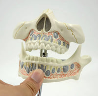 Modelon Dental 3D alta simulacion dientes permanentes
