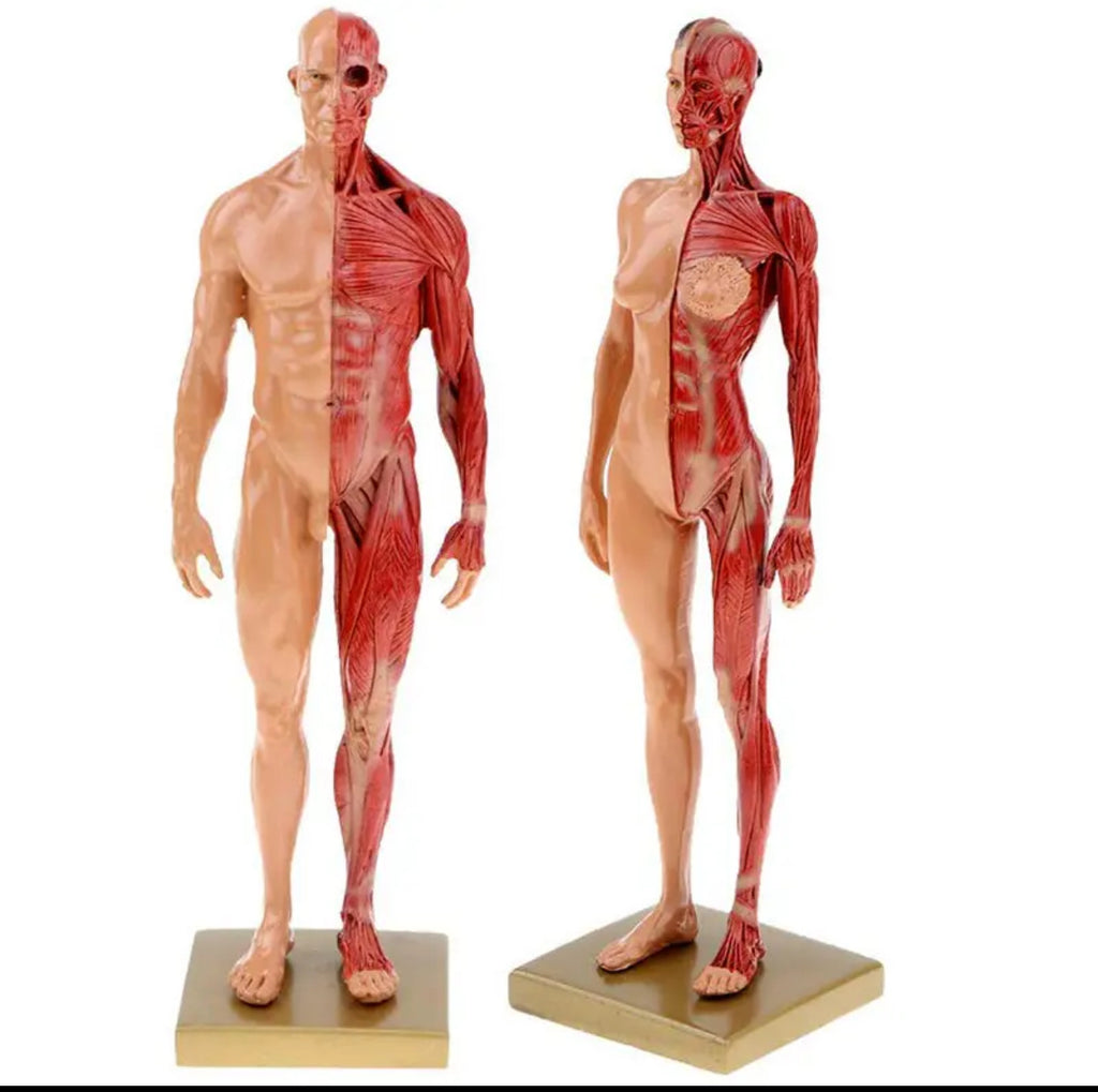 Modelo anatomico de cuerpo humano 30cm - muscular