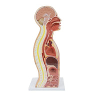 Modelo anatomico de seccion transversal torso nasogástrico 3D detallado
