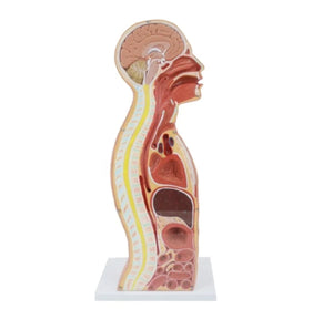 Modelo anatomico de seccion transversal torso nasogástrico 3D detallado