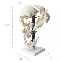Modelo craneo desarticulado