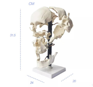 Modelo craneo desarticulado