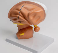 Modelo de Talamo cerebral neurología
