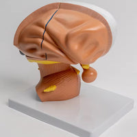 Modelo de Talamo cerebral neurología