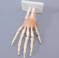 Modelo anatomico de mano con ligamentos (muneca)
