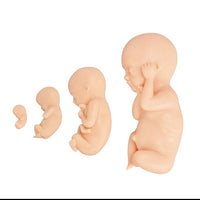 Modelo de proceso fetal a termino -  masculino