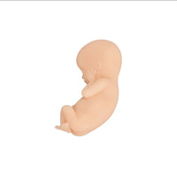 Modelo de proceso fetal a termino -  masculino