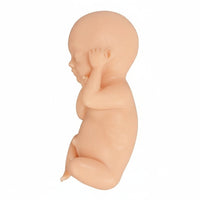 Modelo de proceso fetal a termino -  masculino