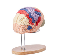 Modelo de Anatomía de Tamaño Natural 1.5
