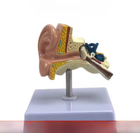 Modelo de oído en su base
