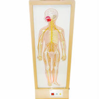 Simulador Eléctrico Sistema Nervioso Central