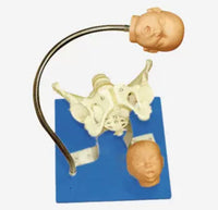 Modelo pelvis con craneo fetal
