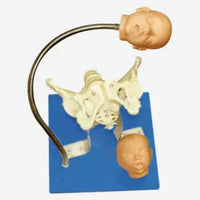 Modelo pelvis con craneo fetal