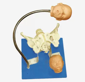 Modelo pelvis con craneo fetal