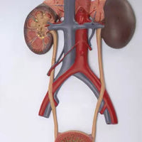 Modelo de Sistema Urinario Masculino Vejiga Urétero Riñón Anatomía humana