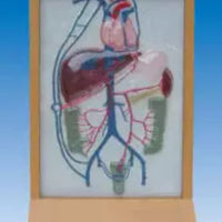 Simulador de Vena Porta y circulacion colateral