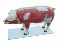 Modelo de Cerdo para MVZ Desmontable puerco
