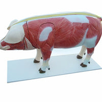 Modelo de Cerdo para MVZ Desmontable puerco