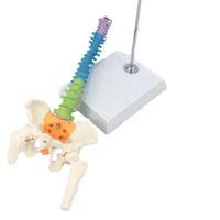 Modelo Anatómico De Columna Vertebral flexible colgante Con Pelvis - 45cms