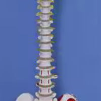 Modelo anatomico de columna vertebral con femur y nervio 85cm