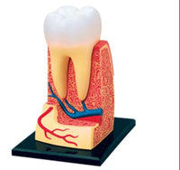 Modelo de estructura de dientes molares muela humanos 4D.
